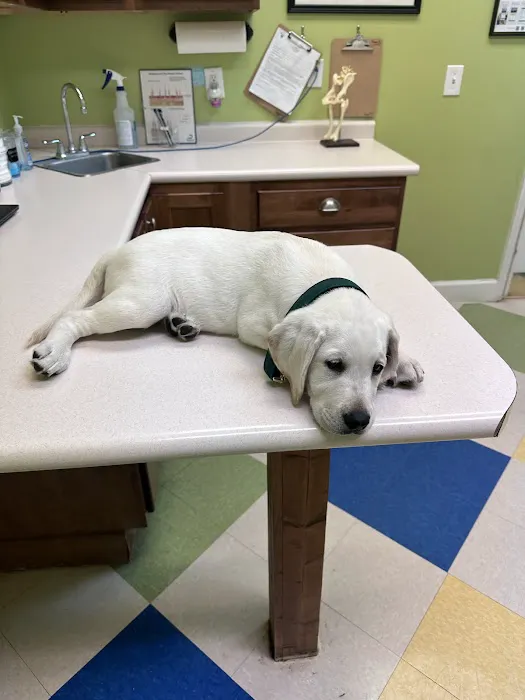 Pet Vet Battlewood Picture 1