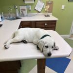 Pet Vet Battlewood