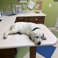 Pet Vet Battlewood ico