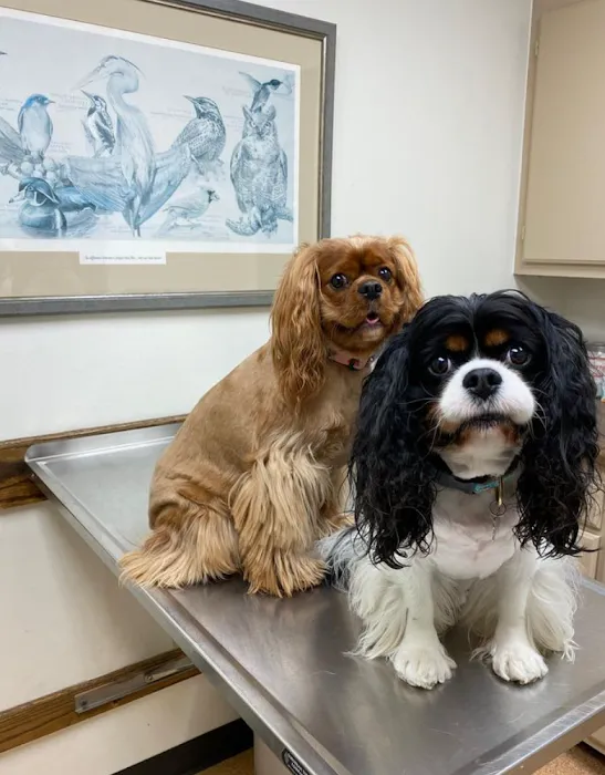 Beauchamp Animal Hospital Picture 9