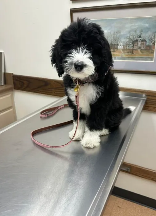 Beauchamp Animal Hospital Picture 10