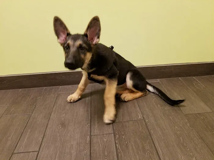Banfield Pet Hospital Picture 6