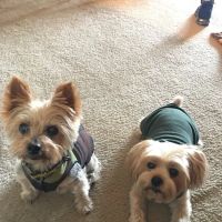 Banfield Pet Hospital ico