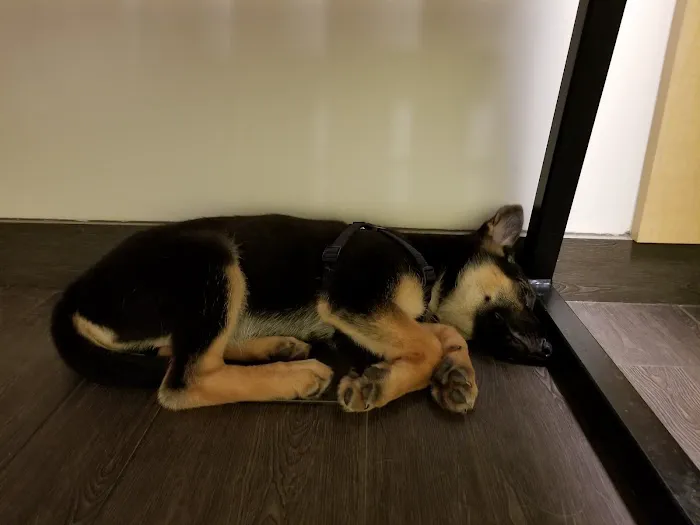 Banfield Pet Hospital Picture 5