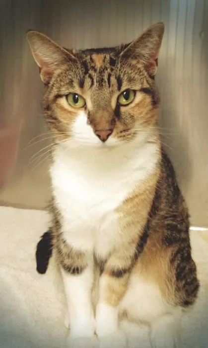 Brentwood Veterinary Clinic Picture 4