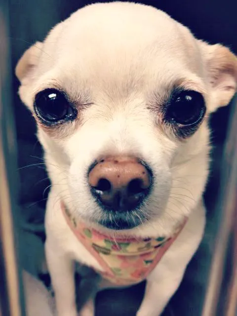 Brentwood Veterinary Clinic Picture 1