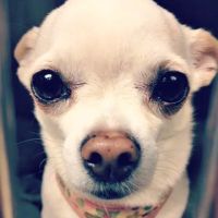 Brentwood Veterinary Clinic ico