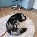Long Hollow Animal Hospital