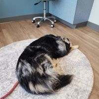 Long Hollow Animal Hospital ico