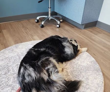 Long Hollow Animal Hospital