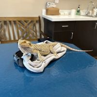 Bluegrass Veterinary Hospital PLLC ico