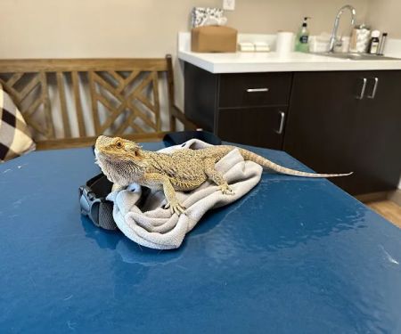 Bluegrass Veterinary Hospital PLLC