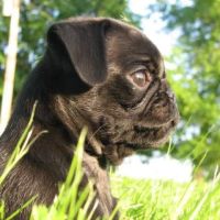 Gallatin Animal Hospital PLLC ico