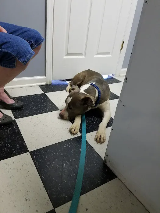 The Ark Veterinary Services Picture 6