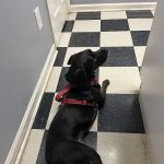 The Ark Veterinary Services