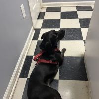 The Ark Veterinary Services ico