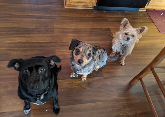 The Ark Veterinary Services Picture 8