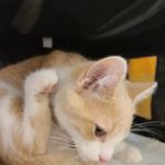 Banfield Pet Hospital