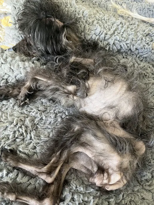 Banfield Pet Hospital Picture 8