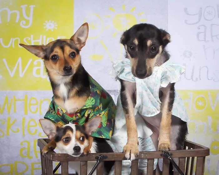 Banfield Pet Hospital Picture 7