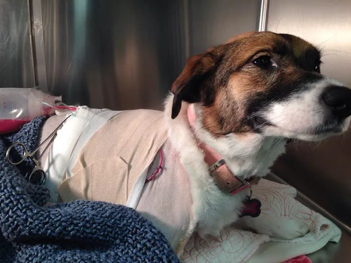 VetSurgical Picture 4