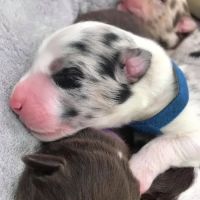 VetSurgical ico