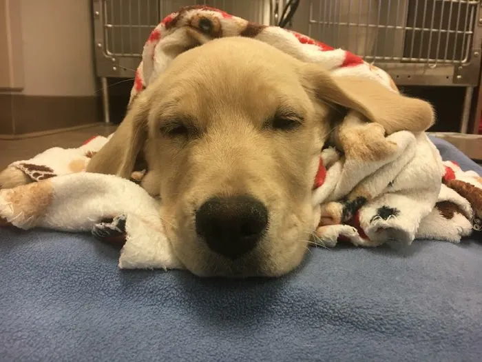 Premier VetCare Picture 6