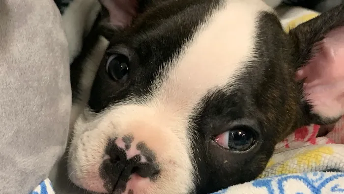 Premier VetCare Picture 9