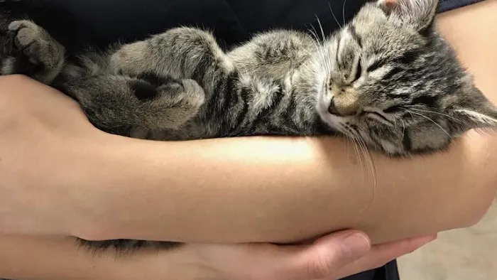 Premier VetCare Picture 8