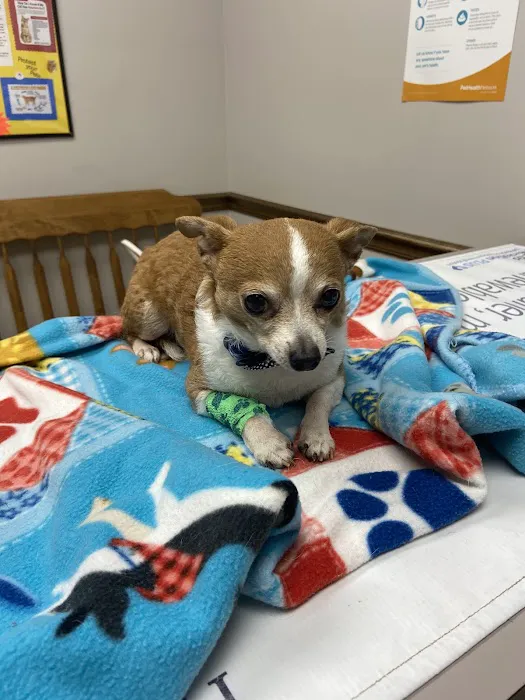 Southern Veterinary Center Picture 8