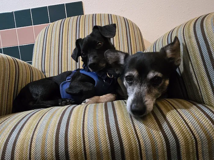 Southern Veterinary Center Picture 3