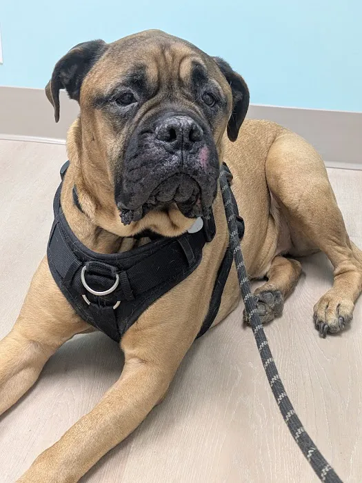 Southern Veterinary Center Picture 7