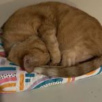 Acres Veterinary Clinic