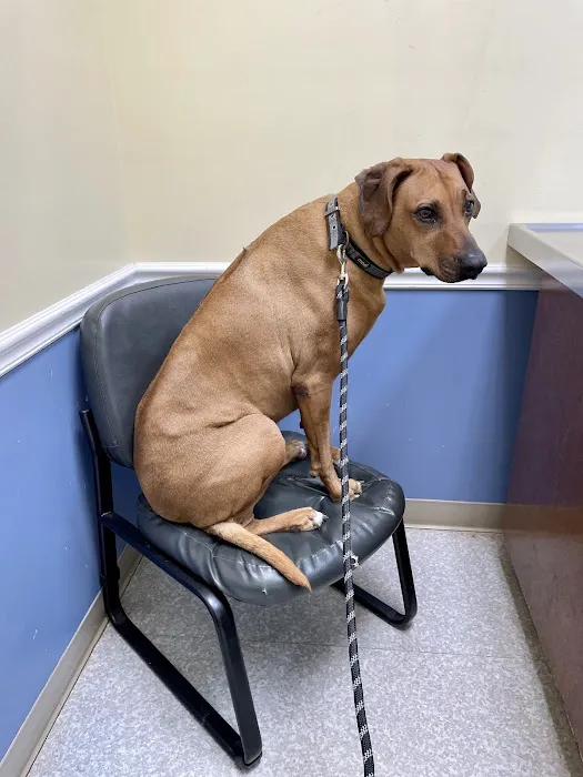 Nolensville Veterinary Hospital Picture 1