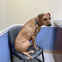 Nolensville Veterinary Hospital ico