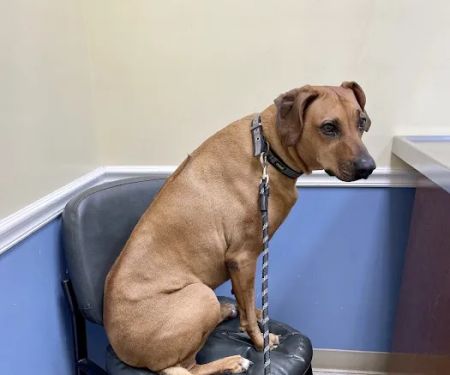 Nolensville Veterinary Hospital