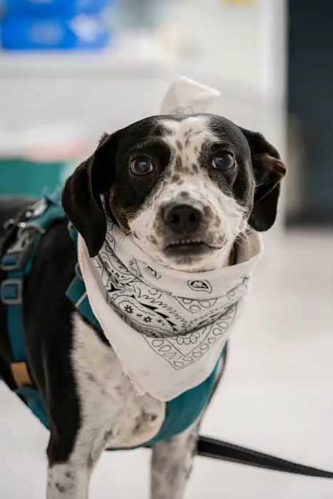 Nolensville Veterinary Hospital Picture 2