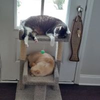 Mill Creek Animal Hospital ico
