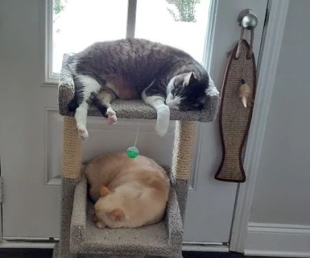 Mill Creek Animal Hospital