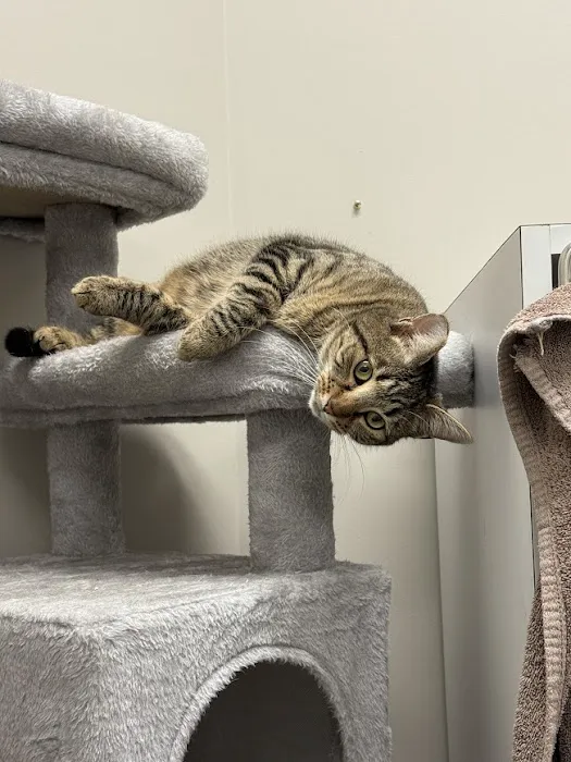 Mill Creek Animal Hospital Picture 6