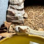 Tree of Life Exotic Pet Medical Center