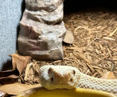Tree of Life Exotic Pet Medical Center