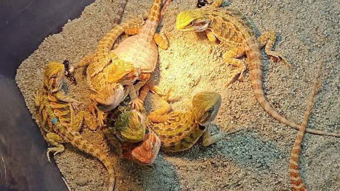 Tree of Life Exotic Pet Medical Center Picture 2