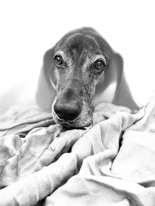 Happy Endings In Home Pet Euthanasia Picture 7