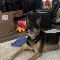 Happy Endings In Home Pet Euthanasia ico