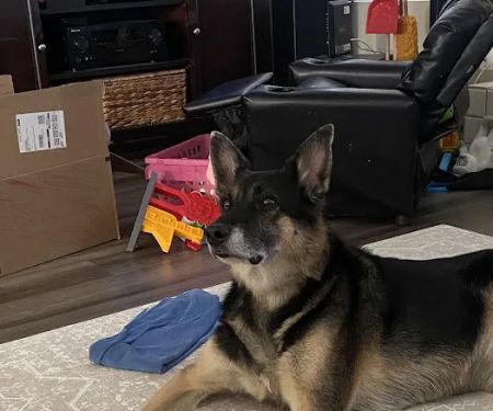 Happy Endings In Home Pet Euthanasia