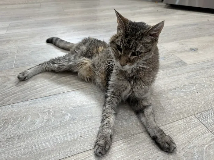 Happy Endings In Home Pet Euthanasia Picture 6