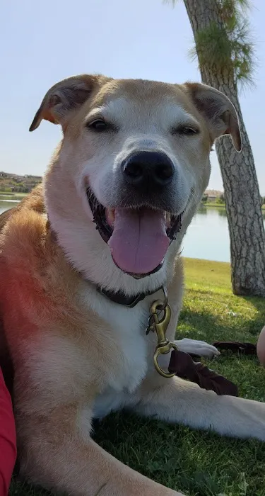 Happy Endings In Home Pet Euthanasia Picture 4