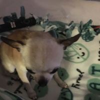 Banfield Pet Hospital ico