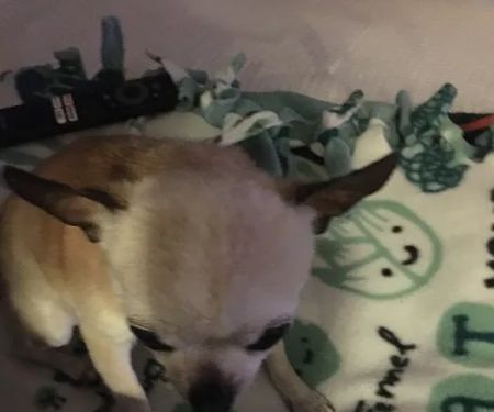 Banfield Pet Hospital